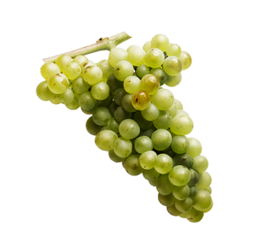 cover-pinotblanc